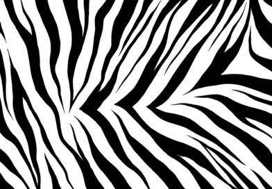 Zebra Print: Timeless, Bold, and Always in Style