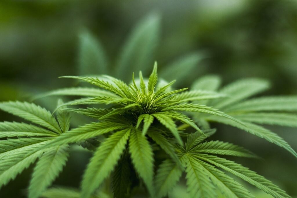 Premium Cannabis Dispensaries for Every Need
